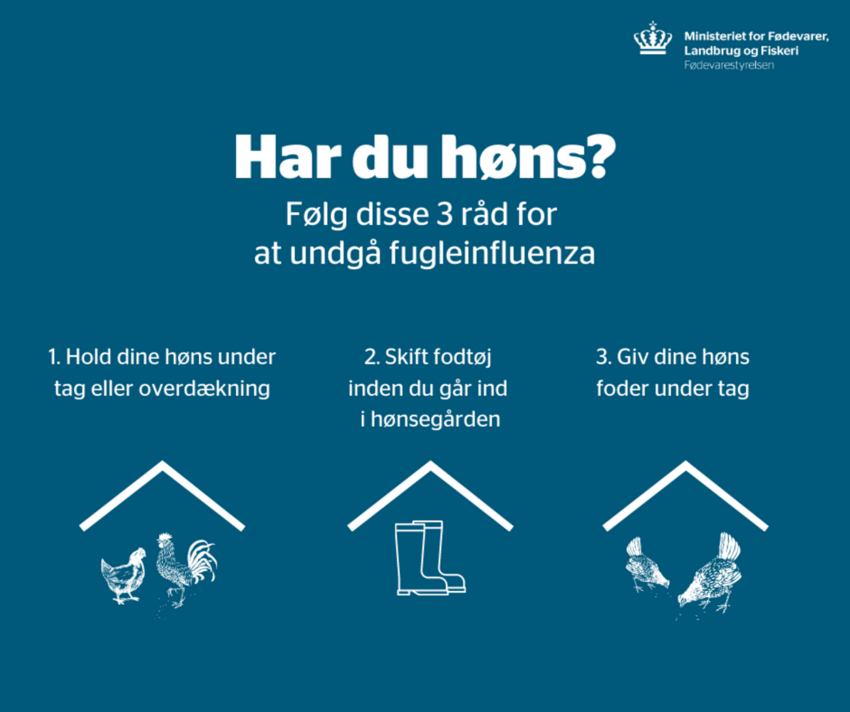Sådan undgår du, at dine høns får fugleinfluenza