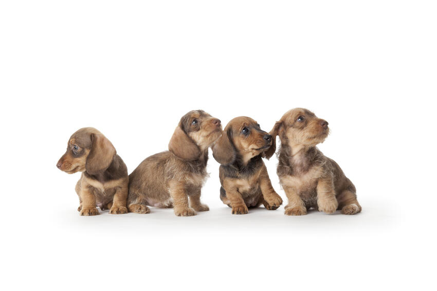 Dom i omfattende sag om ulovlig import og handel med hundehvalpe