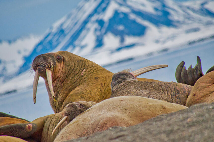 Foredrag om isbjørnenes land, Svalbard