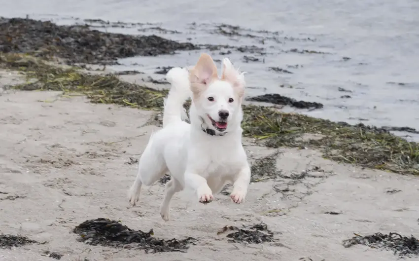 1. april skal hunden i snor på stranden
