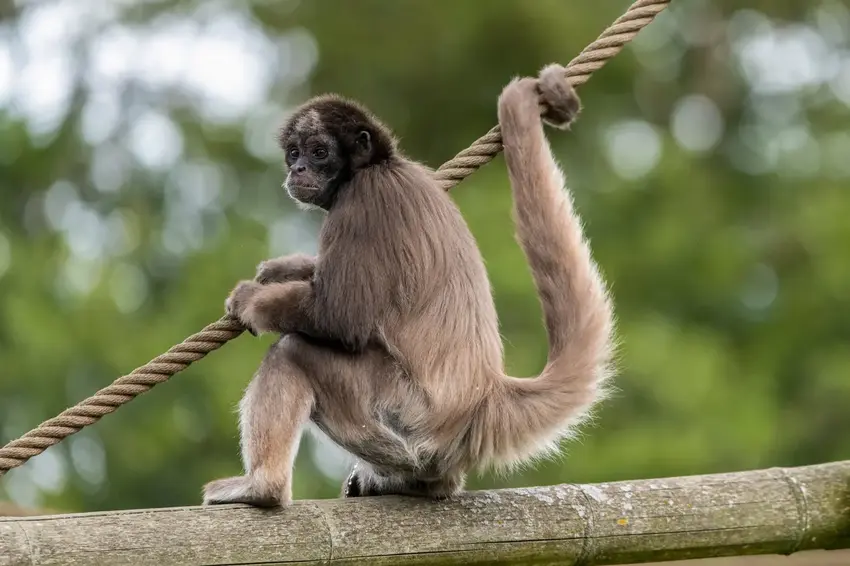 En dag med dyr, dråber og bæredygtighed i Givskud Zoo