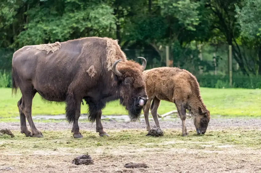 En dag med dyr, dråber og bæredygtighed i Givskud Zoo