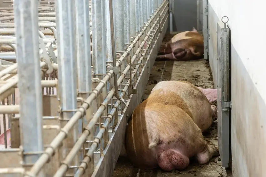 Nærmere på naturen i Sattrup: En dag i grisenes tegn