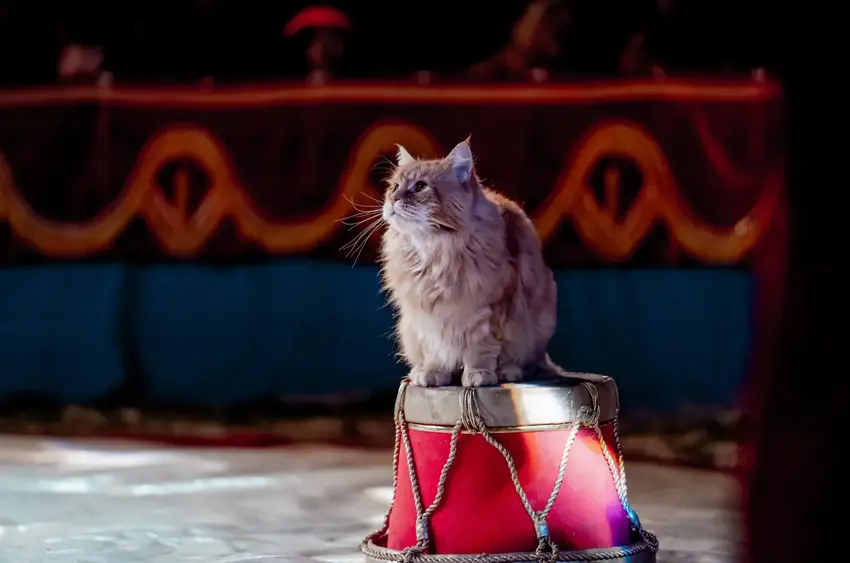 Cirkus Trapez kommer til Vestbirk Camping og Brædstrup