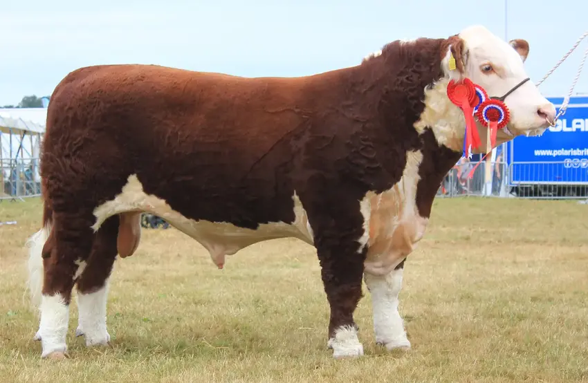 Dansk ko mor til Årets Hereford Tyr i Storbritannien