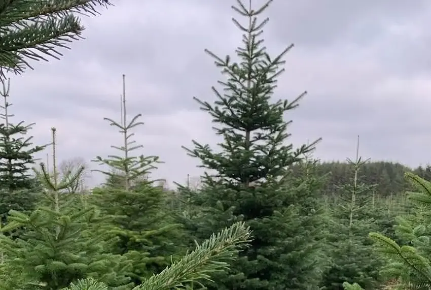650.000 danske juletræer har kurs mod de britiske julestuer