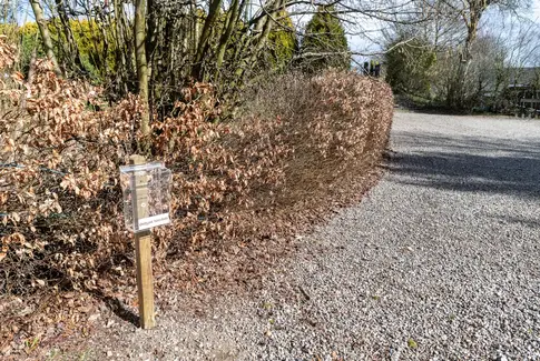 Dropsted i Træden