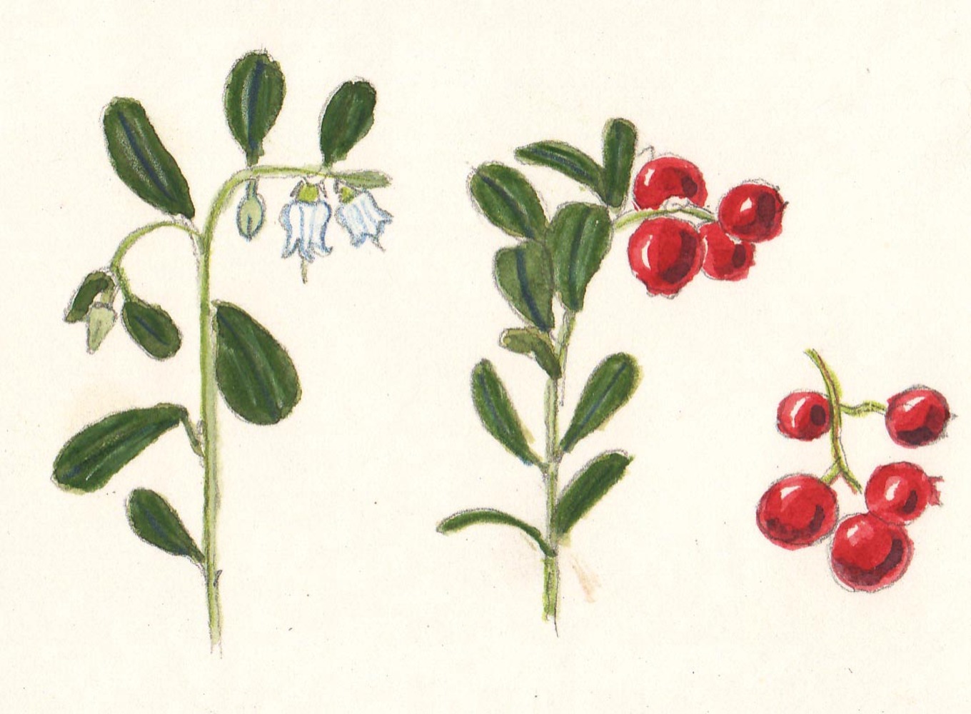 Tyttebaer 1