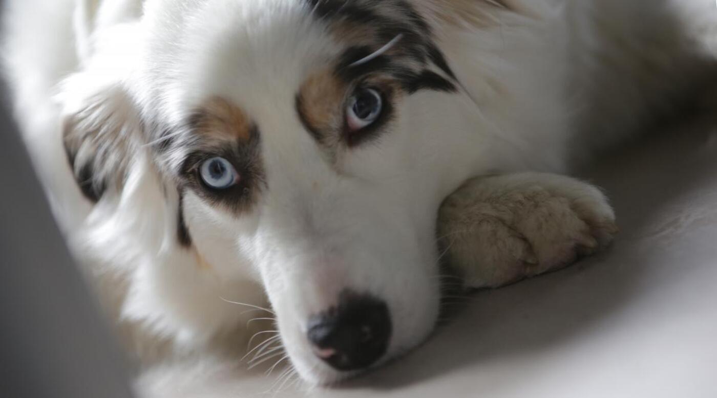 E69 hund mira 6583