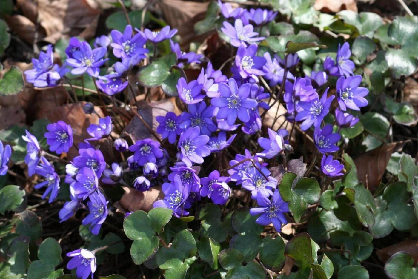 A. hepatica 1