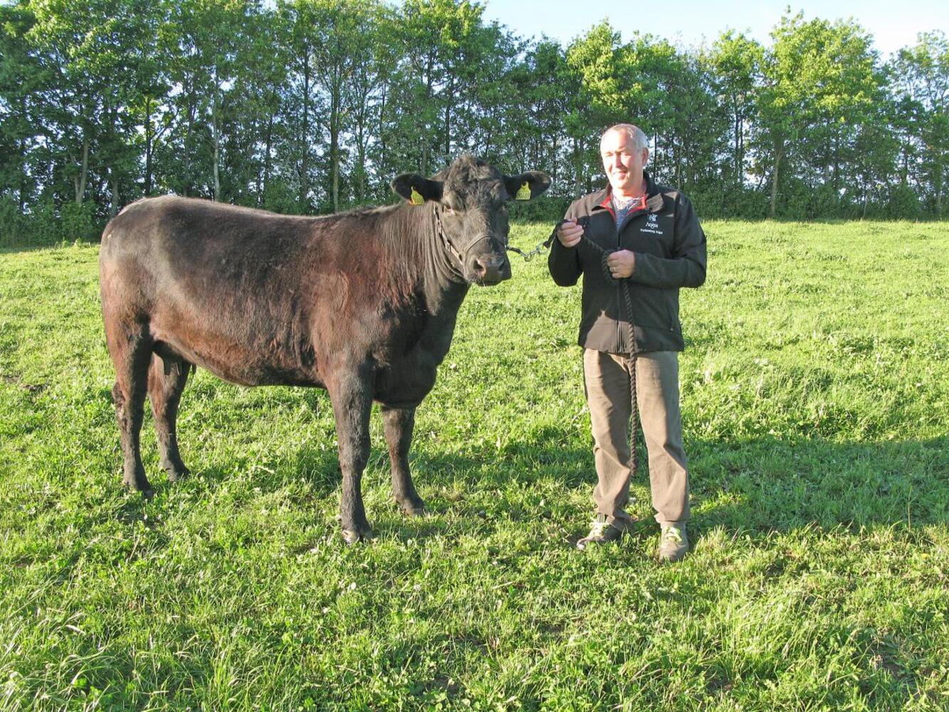 Angus 4