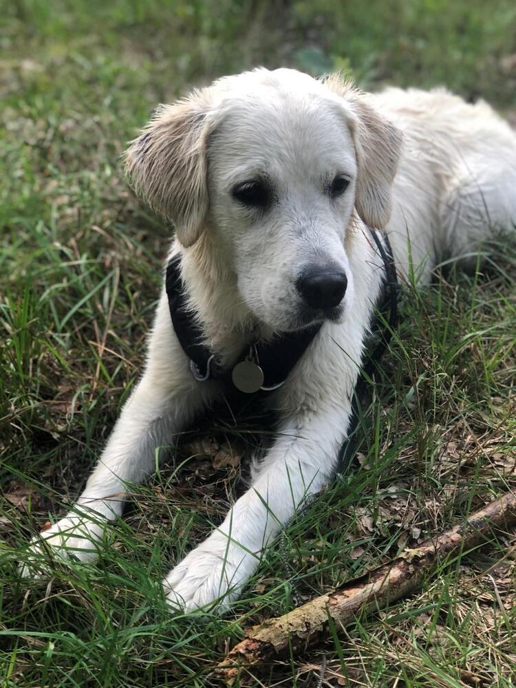 Daisy