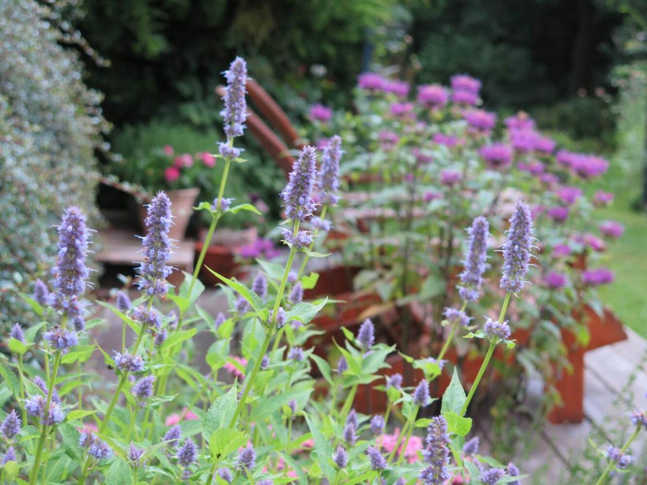 Det spiselige staudebed juli 16 1