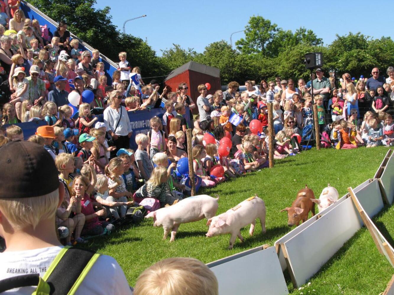 Dyrskue fredag 19