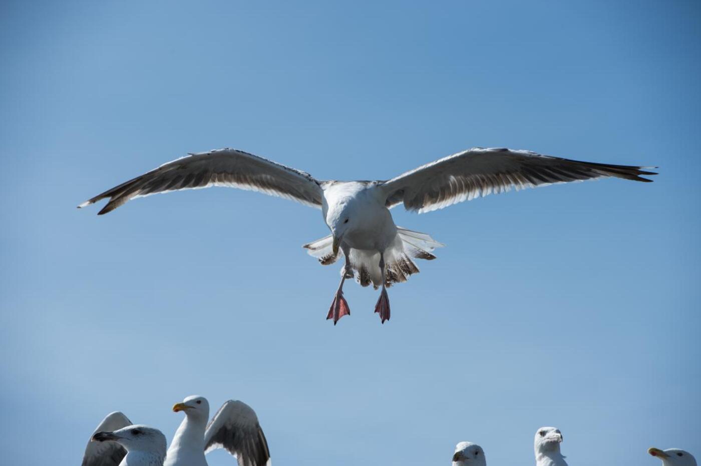 Maageflyver