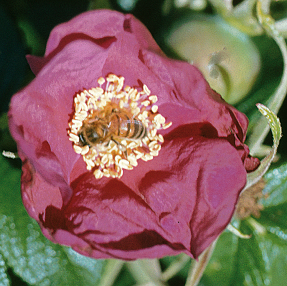 Oest. rynket rose