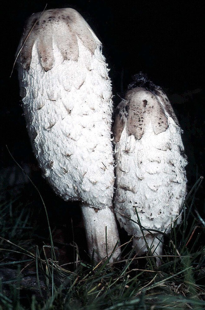 Svampetur parykblaekhat