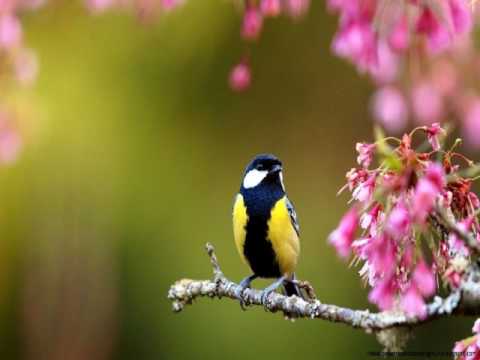 Preview image for the video "Hilsen til forårssolen".