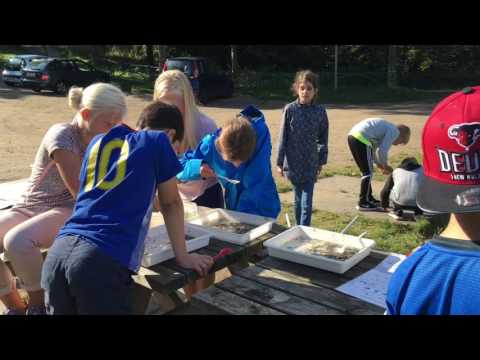 Preview image for the video "Elever udforsker guldsmedenymfer og skorpiontæger i naturen".