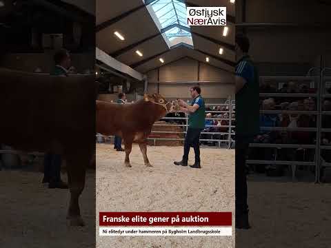 Preview image for the video "Stenbjerg Limousine solgte fransk genetik på eliteauktion".