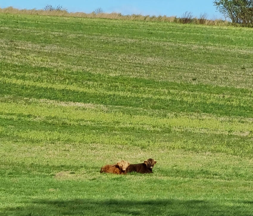 Fremlysning: 2 løse køer på Kongevej