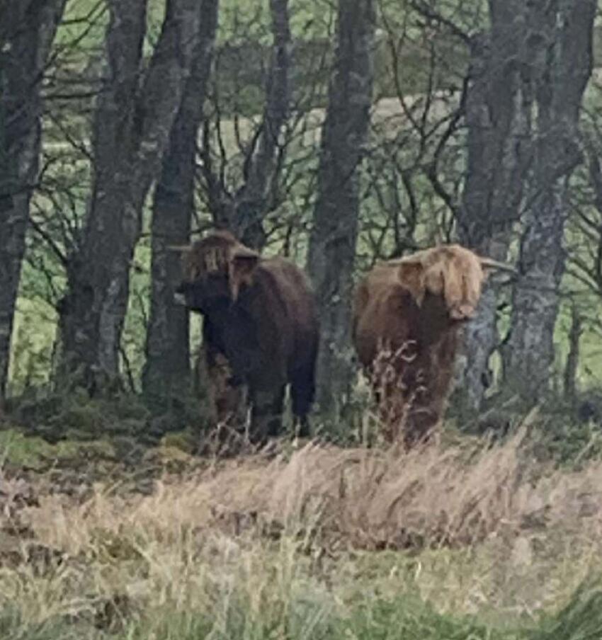 Fremlysning: 2 løse køer på Kongevej