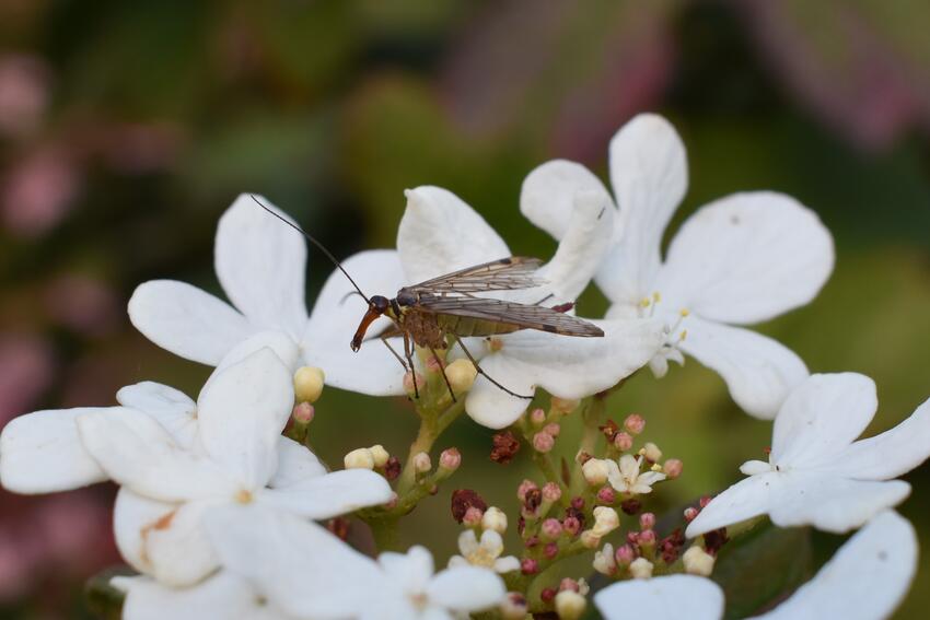Der var ikke kun blomster. Her en skorpionsflue. Trods navnet er den helt harmløs.