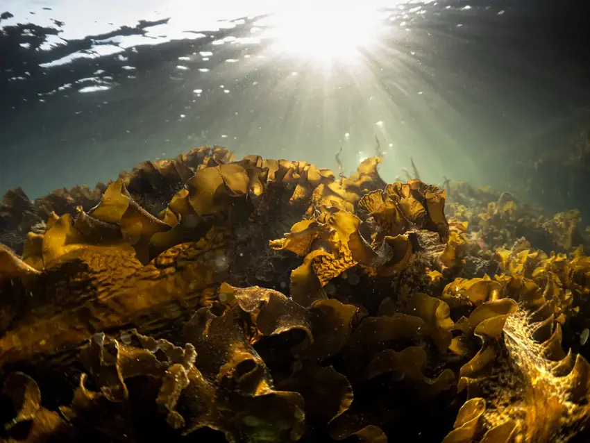 Sukkertang i Kattegat. Foto: Tim Dencker
