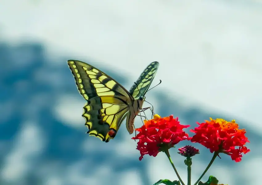 Sommerfugl foto af Ellen T Schmidt