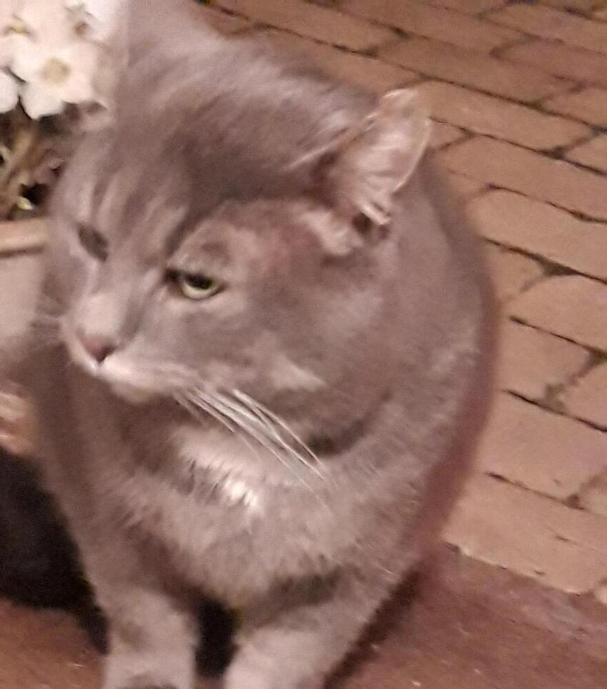 Vi har modtaget denne efterlysning på en kat og håber nogen kan hjælpe med at finde den.