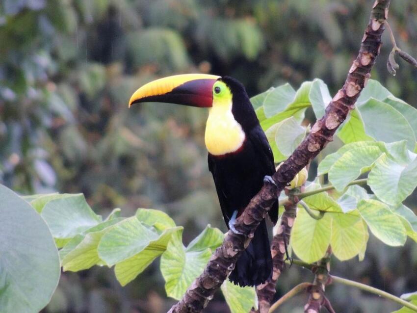 Costa Rica og Guatemala i ord og billeder