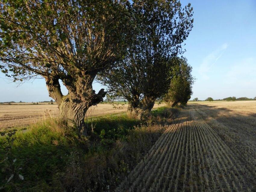 Enestående kulturarv forsvinder hastigt