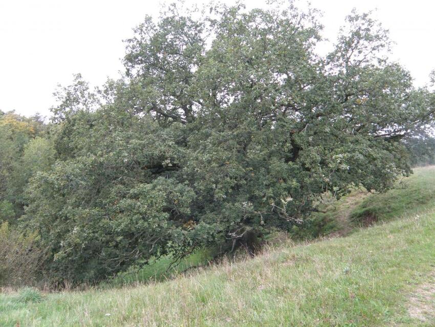 Efterårstur til landskabet ved Horndrup Å