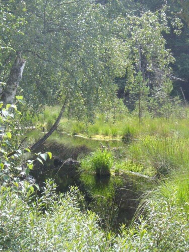 Folk ved for lidt om natur i deres egne baghaver