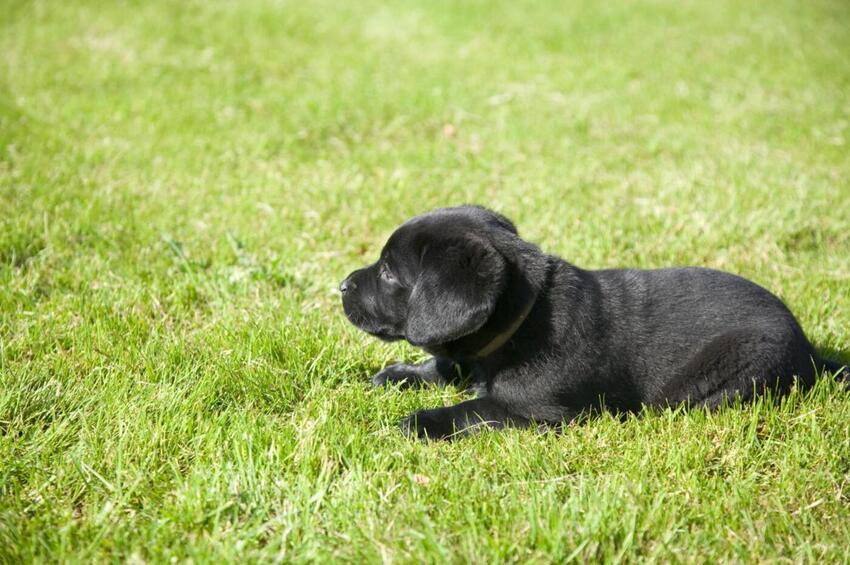 Brædstrup har fået en ny dyrebutik.