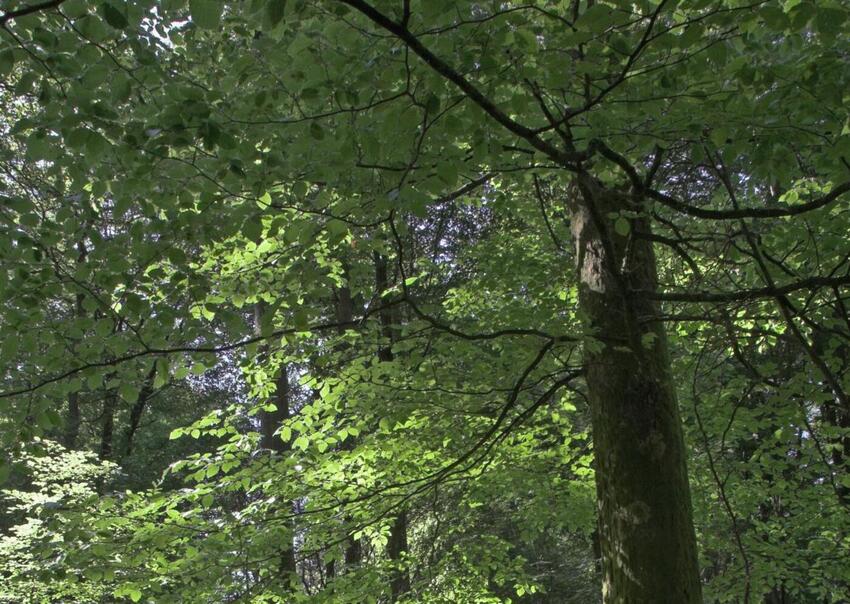 Skovbegravelsesplads indvies i Horsens