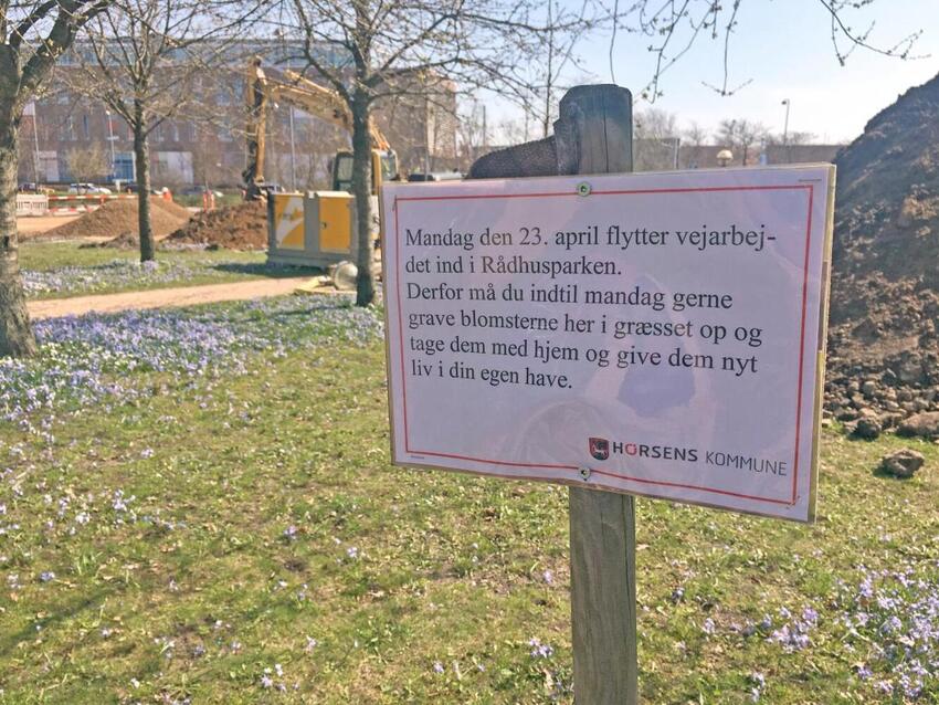 Blomsterløg fra Rådhusparken søger nyt græs