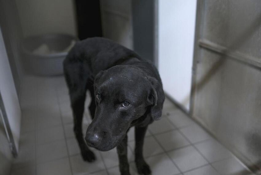 26 hunde i ny, stor hundesag i Østjylland