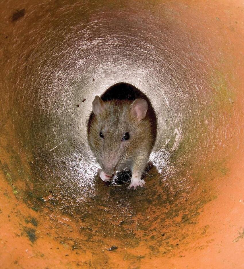 Med frosten kommer rotterne