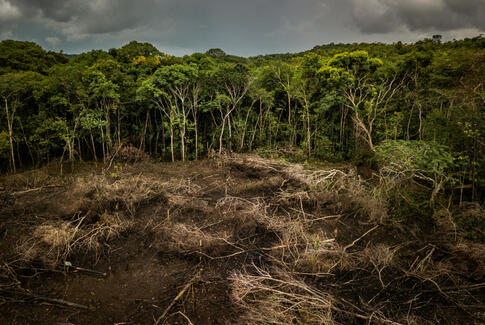Tropisk skov svarende til 10 gange Danmarks størrelse er forsvundet på et årti