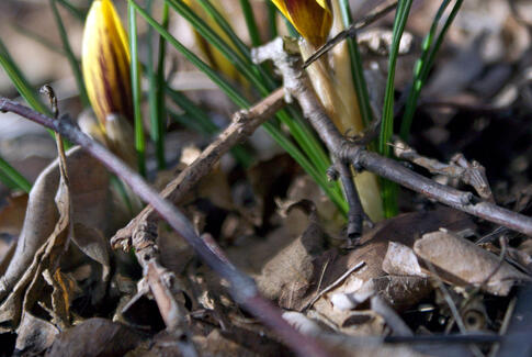 Cor-hvid vinter og vår