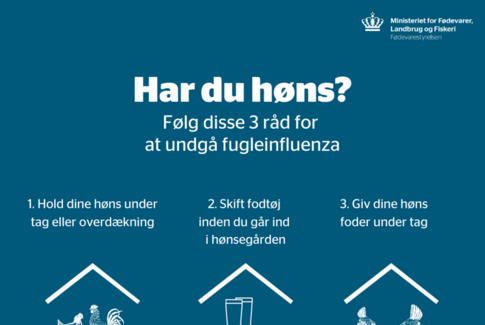 Pas på fugleinfluenza og på dine høns