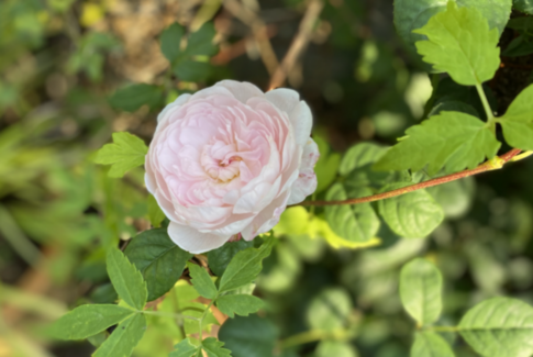 Haven som corona-redningskrans i påsken