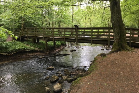 Skal broen i skoven bevares?