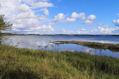 20.000 ålegræsplanter bliver sat på bunden af Horsens Fjord