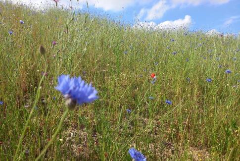Nu åbner byens nye park i Bakkelunden i Horsens