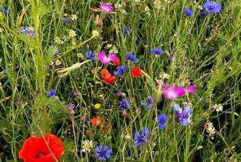 Insekt-oase virker tiltrækkende