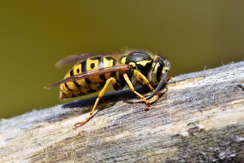 Hvepseinvasion lurer lige om hjørnet