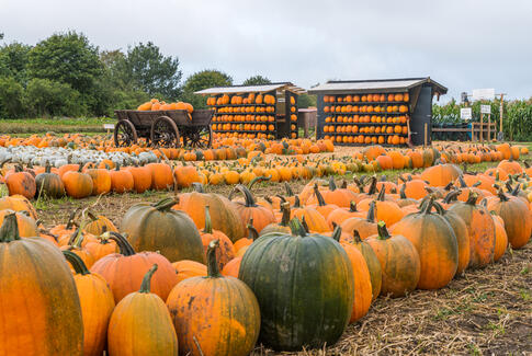 Her kommer græskarrene fra