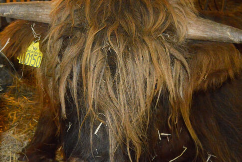 To stude er stadig på fri fod